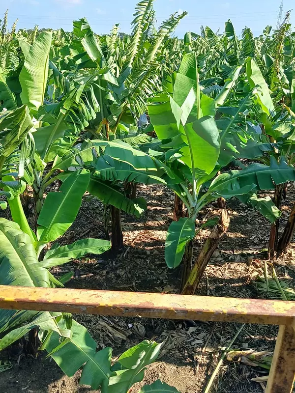 solares y terrenos - Finca 700 tarea en Mao 3