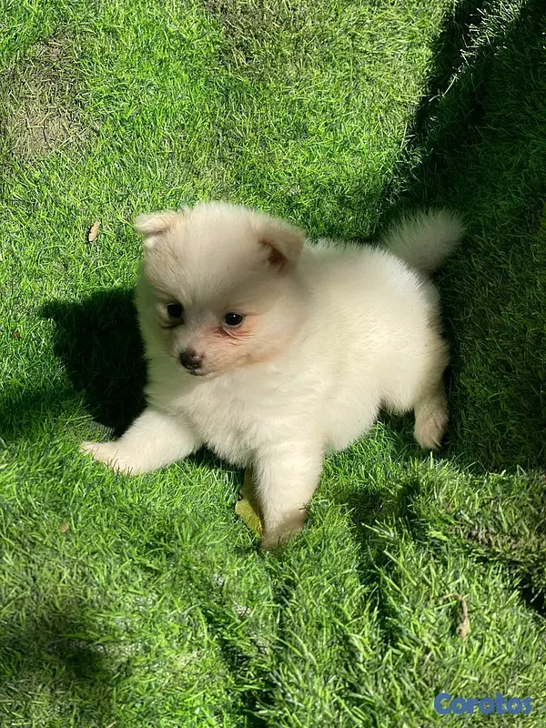 animales y mascotas - Hermosos cachorritos de pomerania mini 6