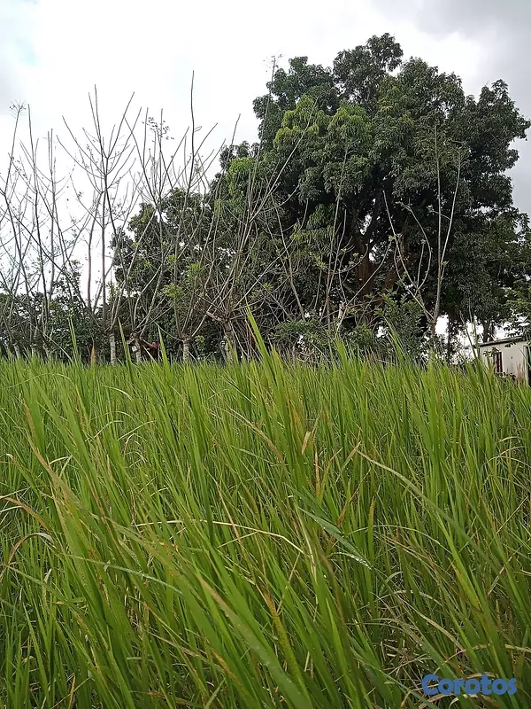 solares y terrenos - Finquita Ganadera en hatillo Monte Plata a Diez Mi 6