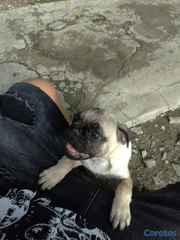 animales y mascotas - Perro pug 2
