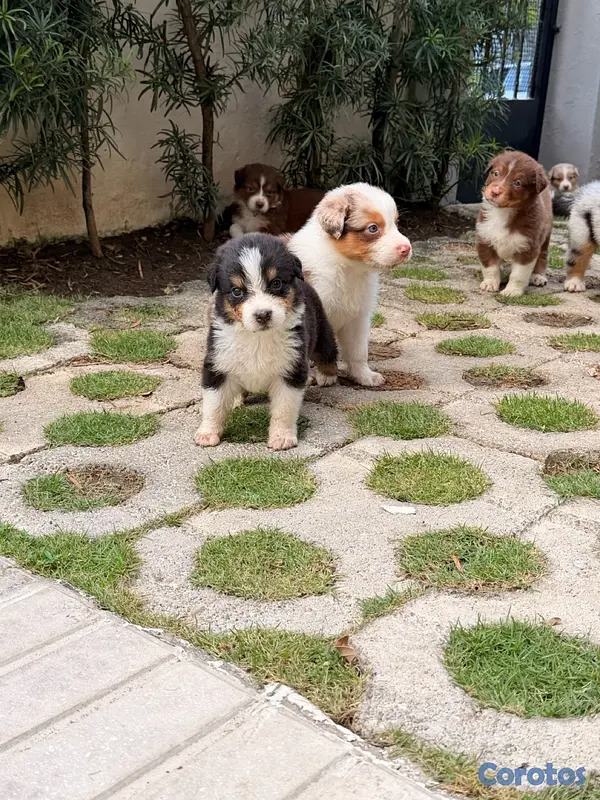 animales y mascotas - Pastor Australiano Aussie  8