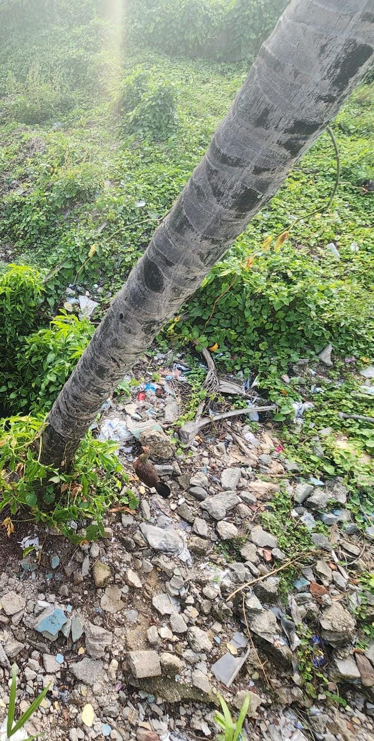 solares y terrenos - DIOS 📍Los Alcarrizos Av. Principal, Vendo Terreno 4