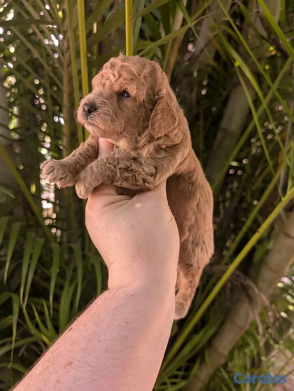 animales y mascotas - hermosos Cachorros golden doodle  2
