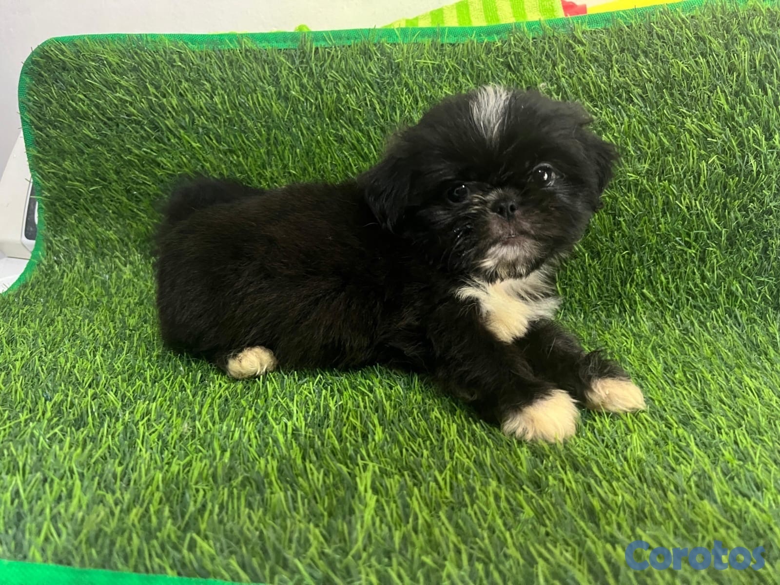 animales y mascotas - Hermosos cachorros Shippo 🐶🐾 5