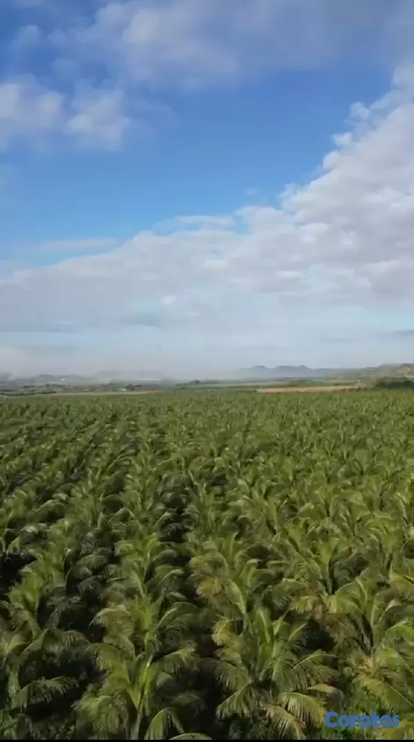 solares y terrenos - Finca de Cocos Enanos en Monte Cristi 3