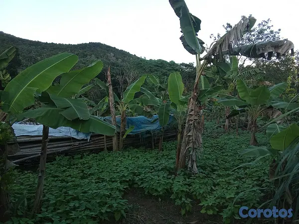 solares y terrenos - casa con 15 tareas 5