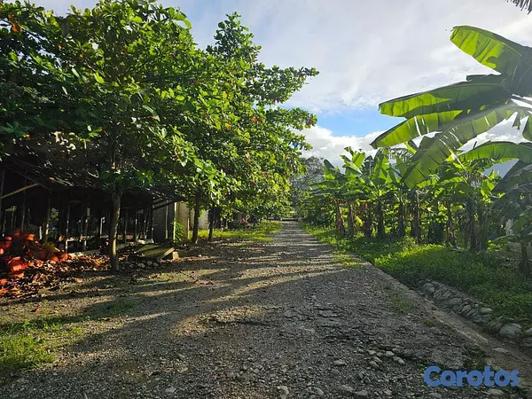 solares y terrenos - Terreno Comercial En Venta En El Pino, La Vega 4