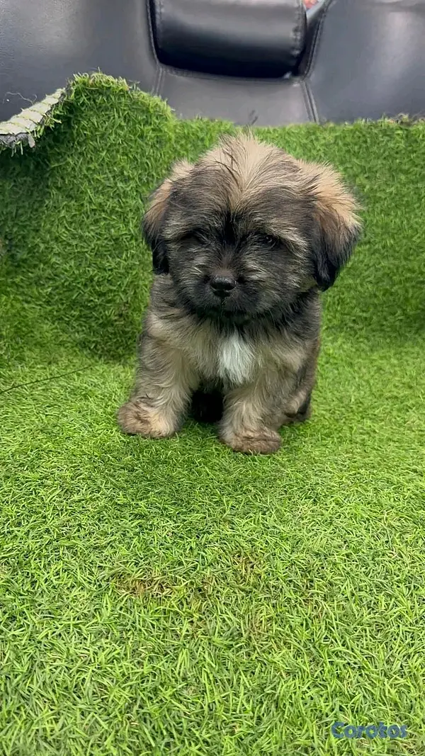 animales y mascotas - hermosos cachorritos shipoo toy  3