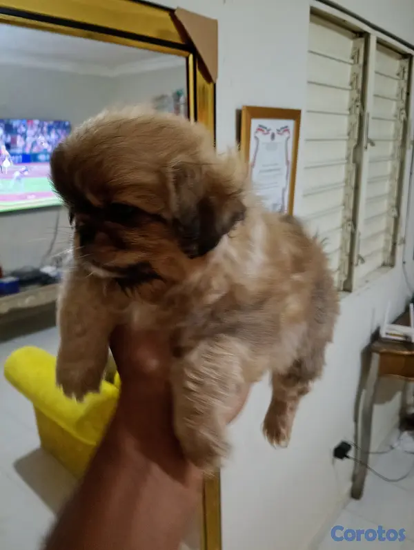 animales y mascotas - Pekines/pequines macho  8
