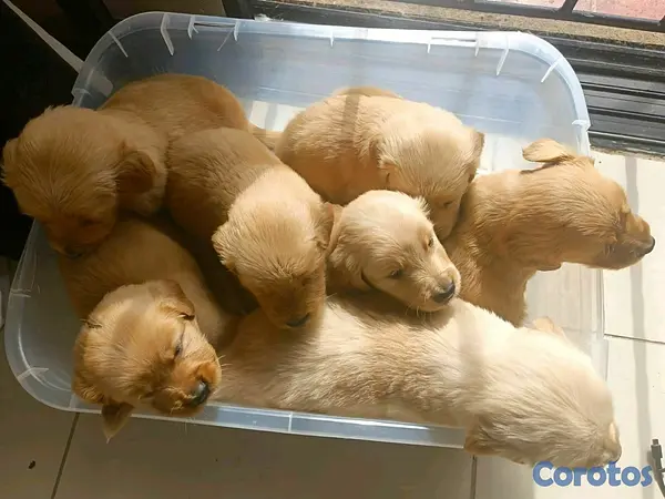 animales y mascotas - hermosos cachorritos de golden retriever  2