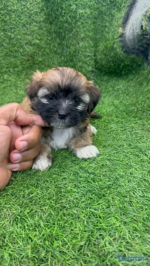 animales y mascotas - hermosos cachorritos shipoo toy  5