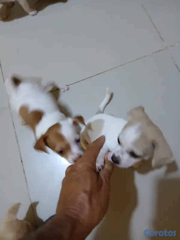 animales y mascotas - Jack Russell Terrier Mini  7