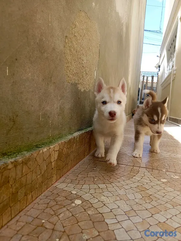 animales y mascotas - husky Siberiano  3