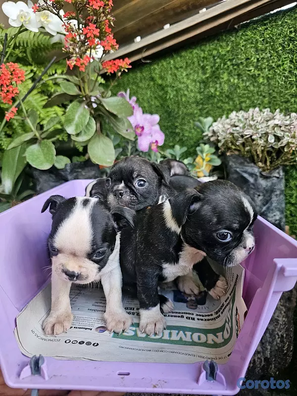 animales y mascotas - Boston terrier 100%  5