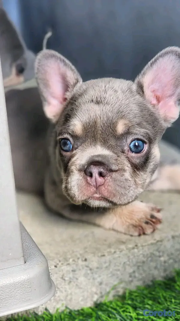 animales y mascotas - hermosos Cachorros de buldog frances  2