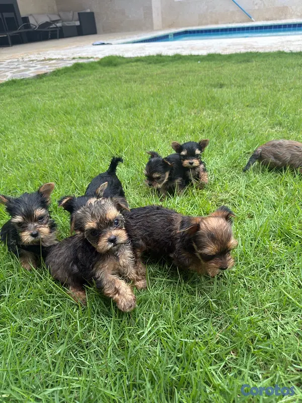 animales y mascotas - Yorkshire terrier linaje ruso  5