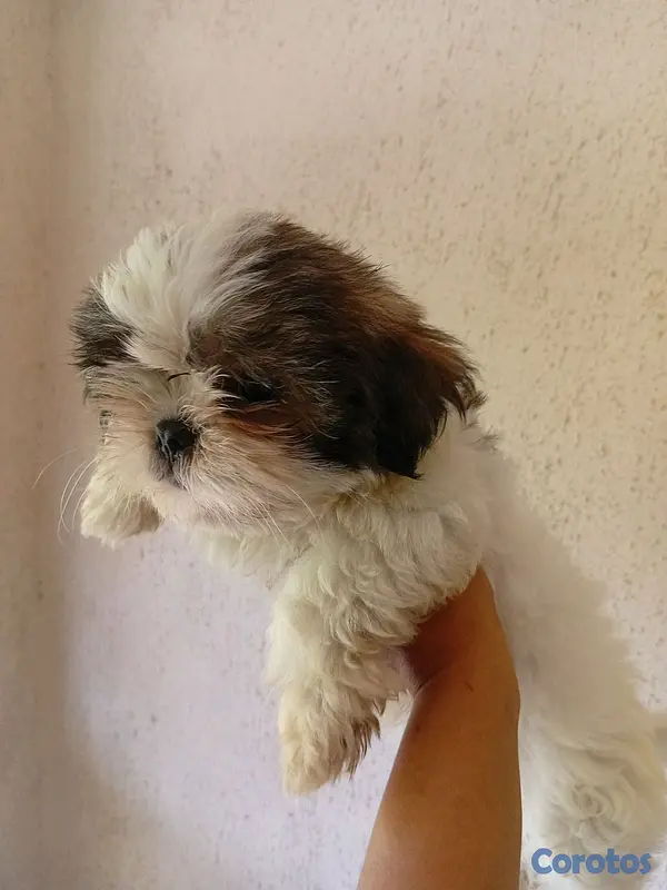 animales y mascotas - Shih Tzu macho🥰 2