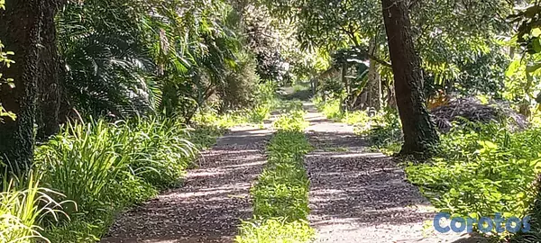 solares y terrenos - Venta Finca con casa Km25 Autopista Duarte, Sto.Dgo 3