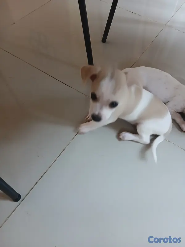 animales y mascotas - Jack Russell Terrier Mini  9