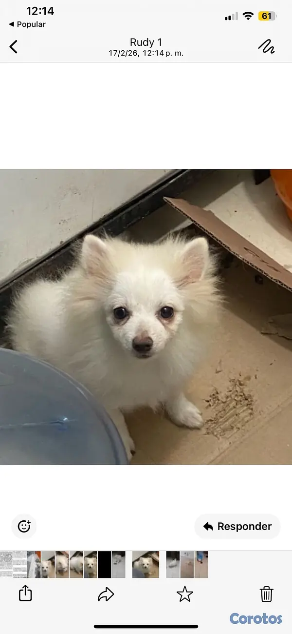 animales y mascotas - Cachorro Pomerania  macho 809 6627609 2