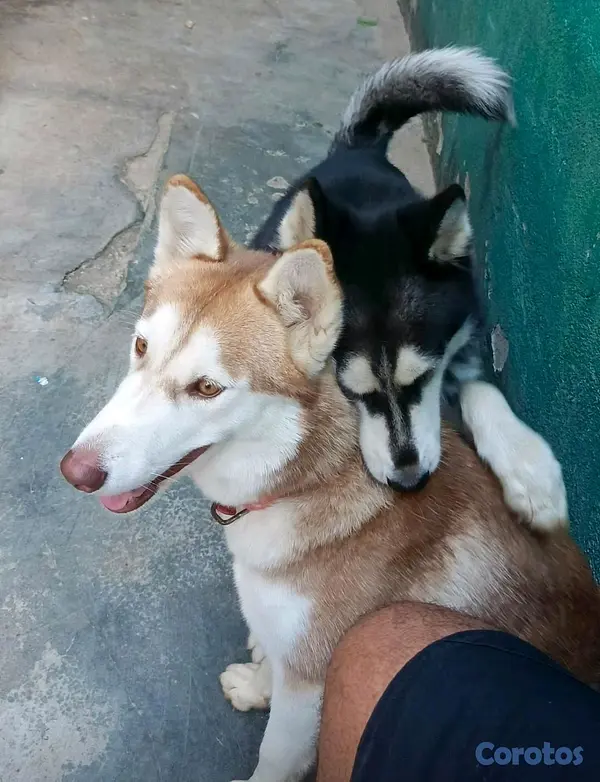 animales y mascotas - Hermosos Husky Siberianos Puros 6
