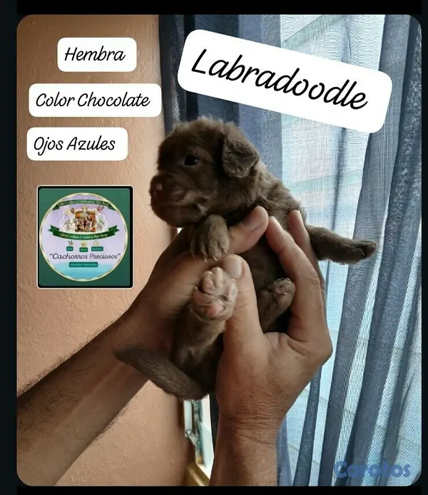 animales y mascotas - Labradoodle,Goldendoodle,Poodle,Golden Retriever,Labrador, Doodle de oportunidad 10