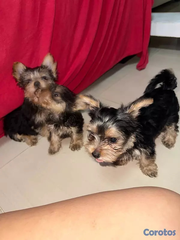 animales y mascotas - Yorkshire Terrier Yorki Yorkie  8