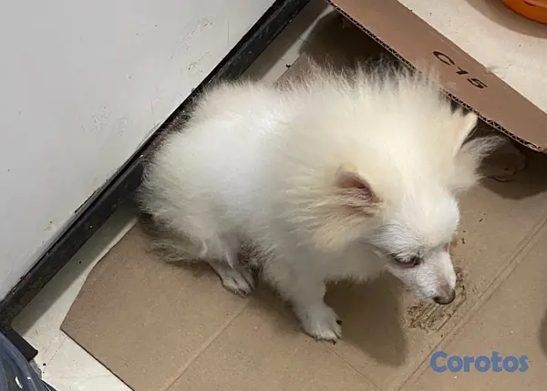 animales y mascotas - Cachorro Pomerania  macho 809 6627609 3