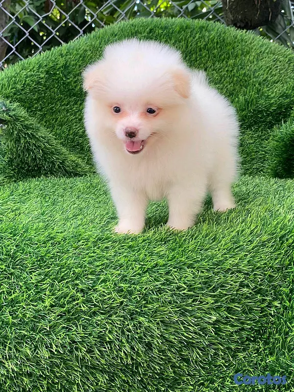 animales y mascotas - Hermosos cachorritos de Pomerania mini  5