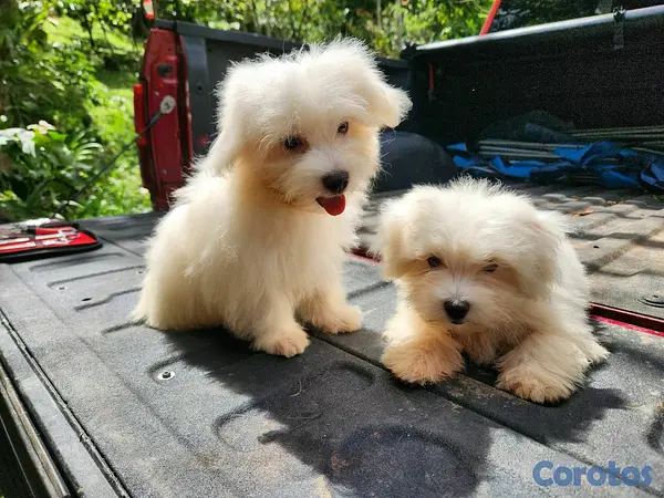 animales y mascotas - CACHORROS MALTÉS 4