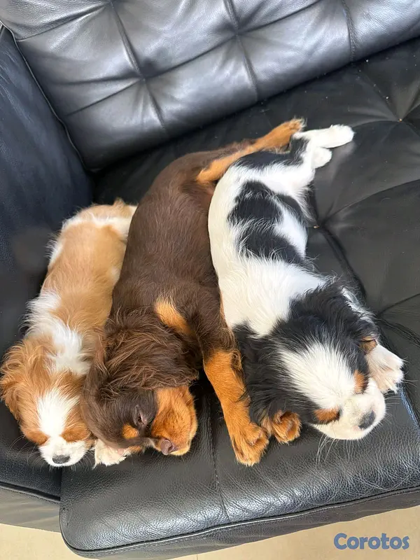 animales y mascotas - hermosos cachorritos de king cavalier  3