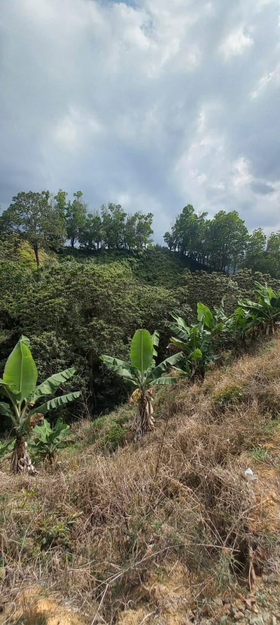 solares y terrenos - Solares Ideales para Villlas en Jarabacoa  1