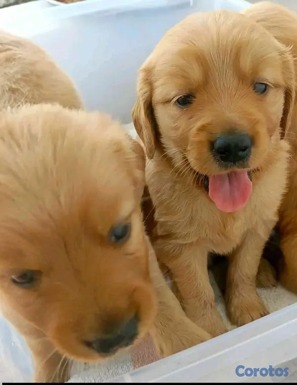 animales y mascotas - hermosos cachorritos de golden retriever  5