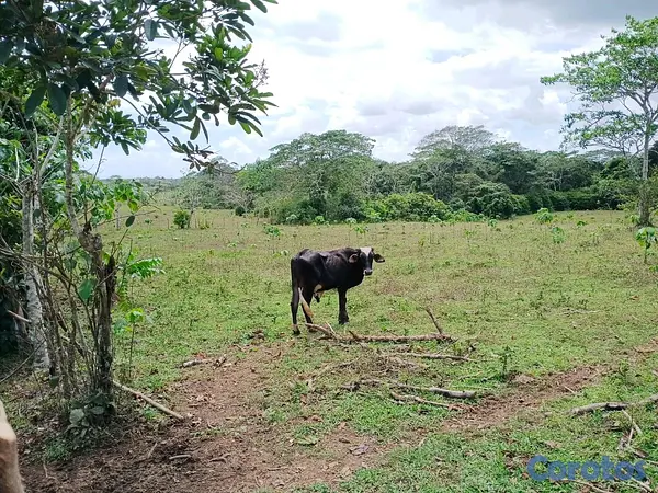 solares y terrenos - finca de 294 tareas de vocación agrícola en Monte Plata  5