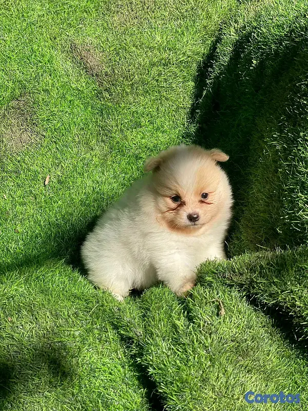 animales y mascotas - Hermosos cachorritos Pomerania mini  3