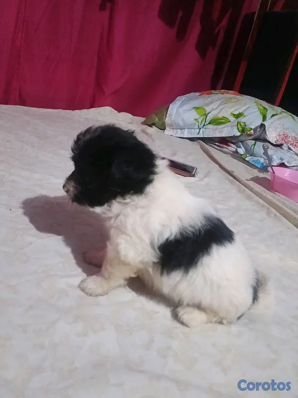 animales y mascotas - ship-poo  5