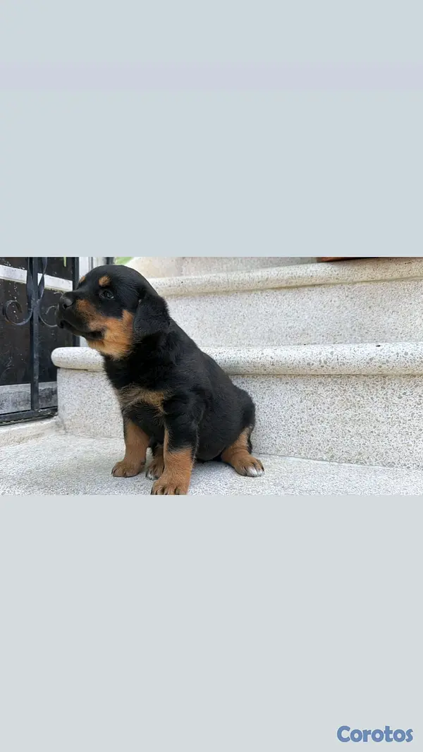 animales y mascotas - hermosos Cachorros de Rottwailer  9
