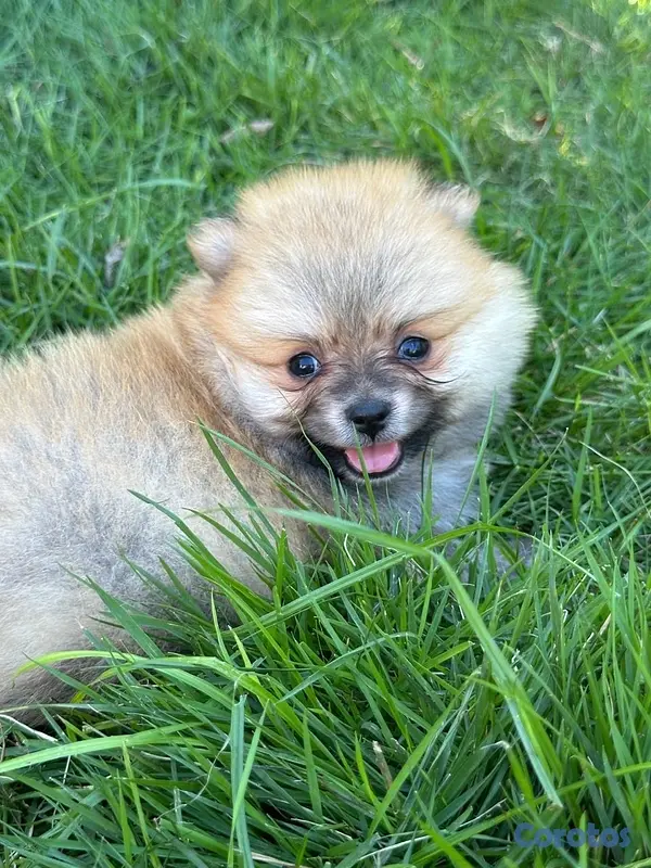 animales y mascotas - pomerania Disponible  3