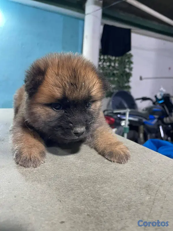 animales y mascotas - Chow Chow 1