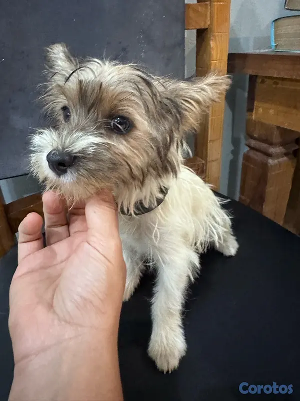 animales y mascotas - Oferta cachorro Yorkie biewer 3