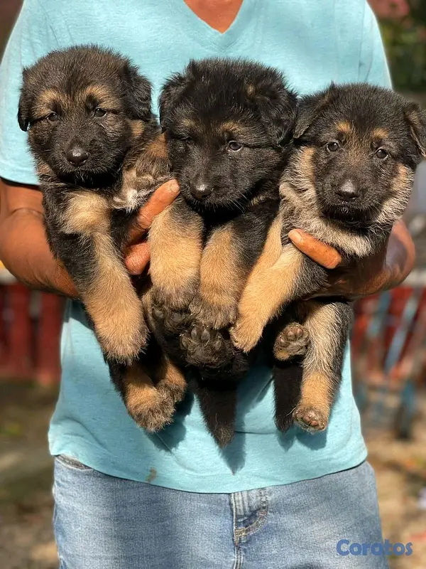 animales y mascotas - hermosos Cachorros de pastor alemán  2
