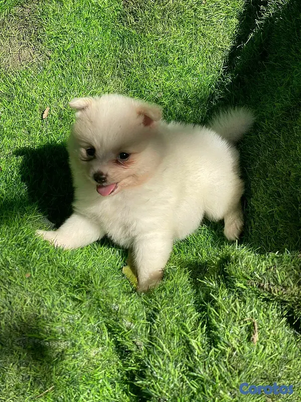 animales y mascotas - Hermosos cachorritos de pomerania mini 8