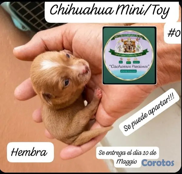 animales y mascotas - Chihuahua Mini/Toy/Micro 3