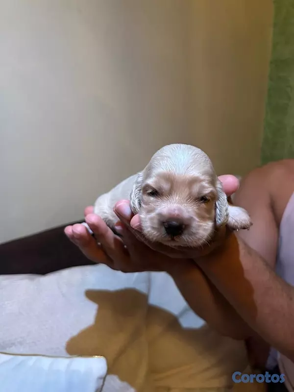 animales y mascotas - cocker spaniels 5