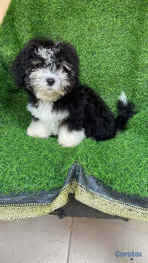 animales y mascotas - variedad de cachorro  5