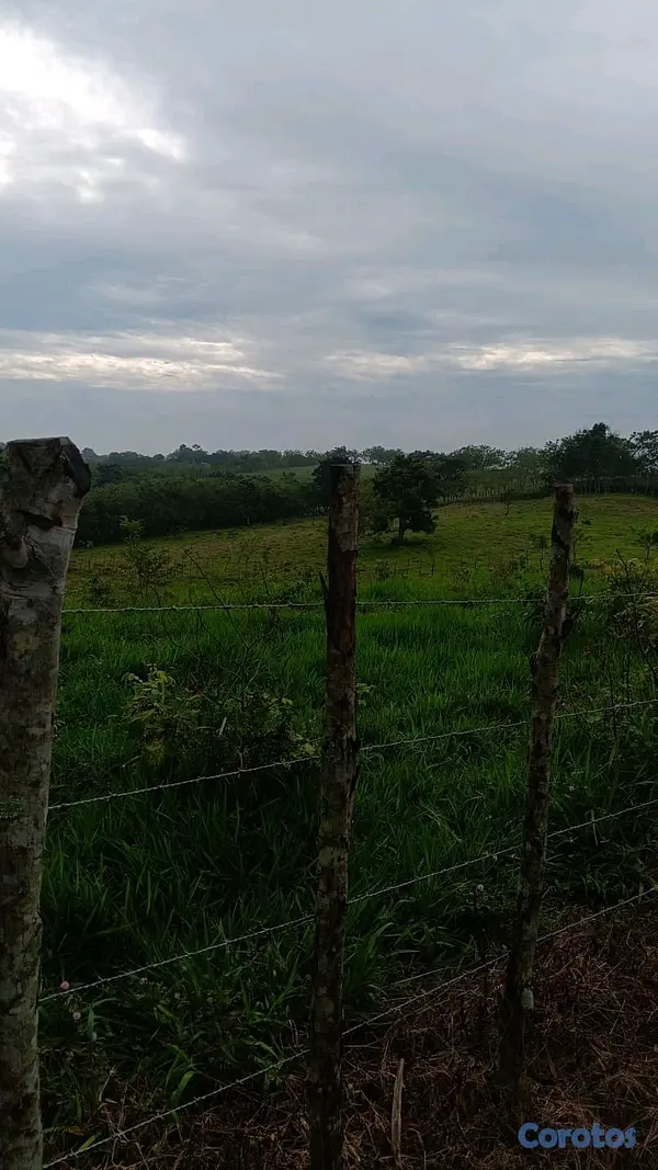 solares y terrenos - finca de 376 tareasen sabana grande de boya  10