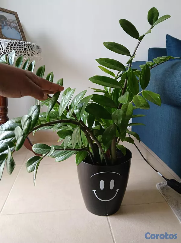 decoración y accesorios - Plantas Zamioculca  3