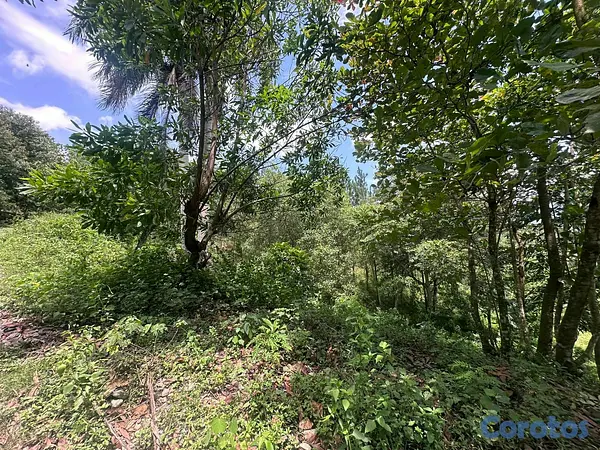 solares y terrenos - Villa Altagracia: 41,000 m² Listos para Tu Próximo Gran Proyecto.  7