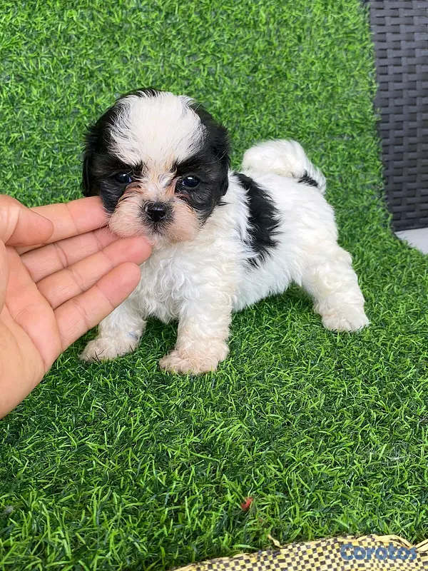 animales y mascotas - hermosos cachorritos de shipoo toy  6