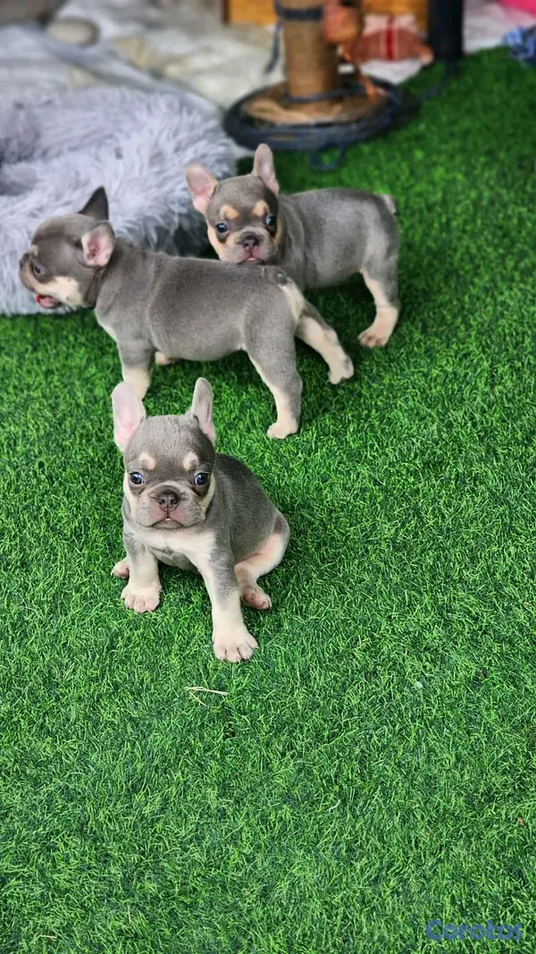 animales y mascotas - hermosos Cachorros de buldog frances  3